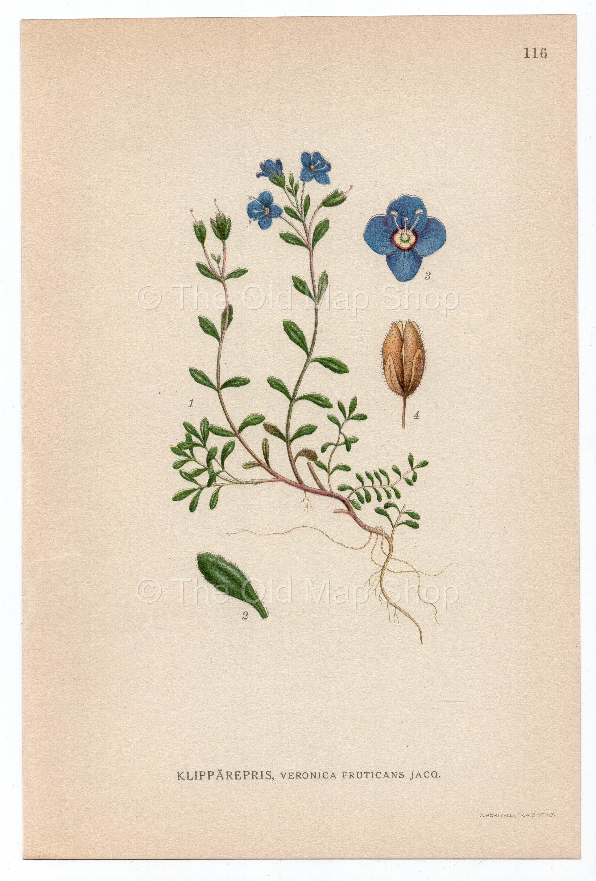 1926 Rock Speedwell, Woodystem Speedwell (Veronica fruticans) Lindman antique botanical print, plate 116