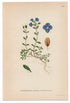 1926 Rock Speedwell, Woodystem Speedwell (Veronica fruticans) Lindman antique botanical print, plate 116