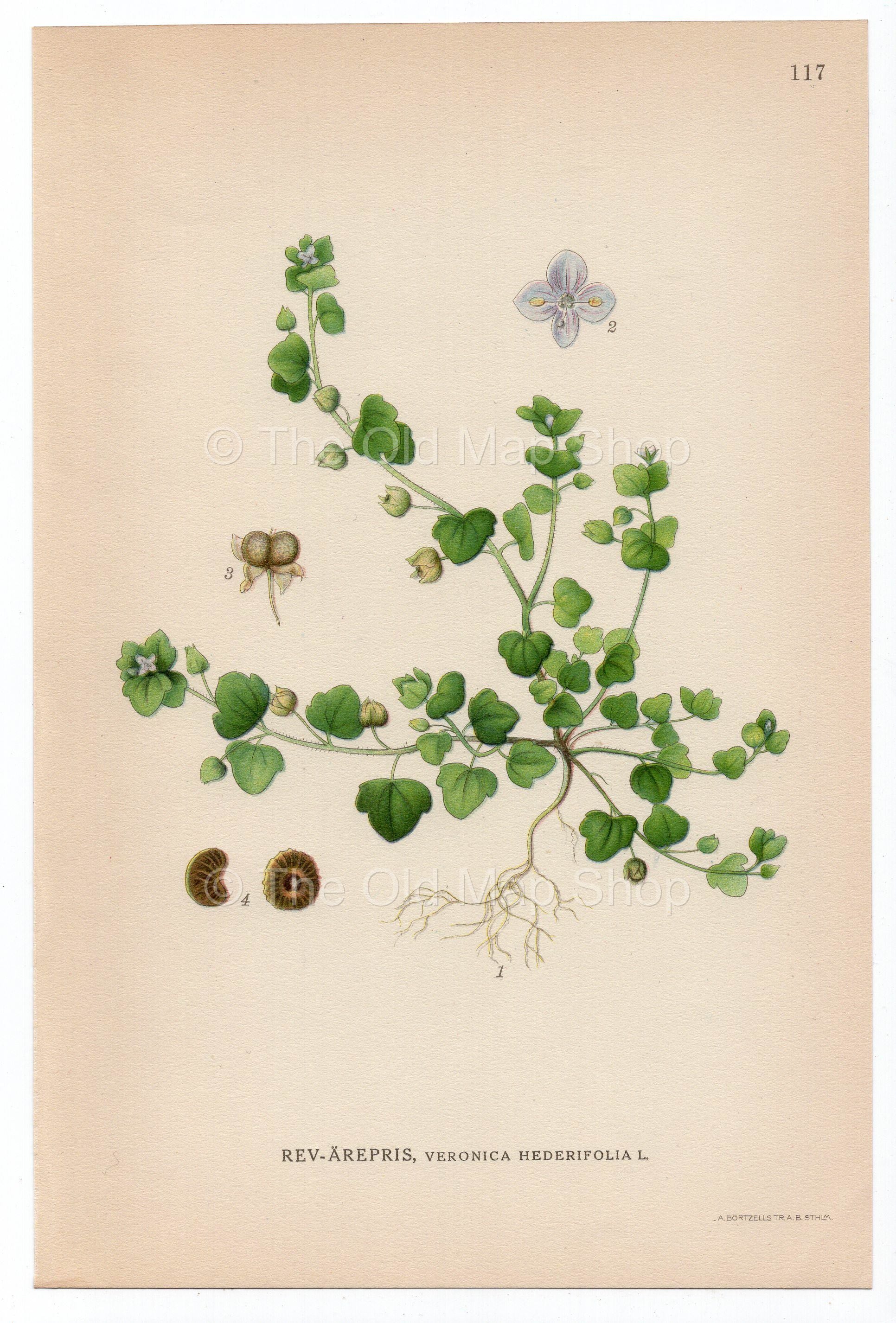 1926 Ivy-leaved Speedwell (Veronica hederifolia) Lindman antique botanical print, plate 117