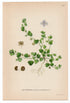 1926 Ivy-leaved Speedwell (Veronica hederifolia) Lindman antique botanical print, plate 117