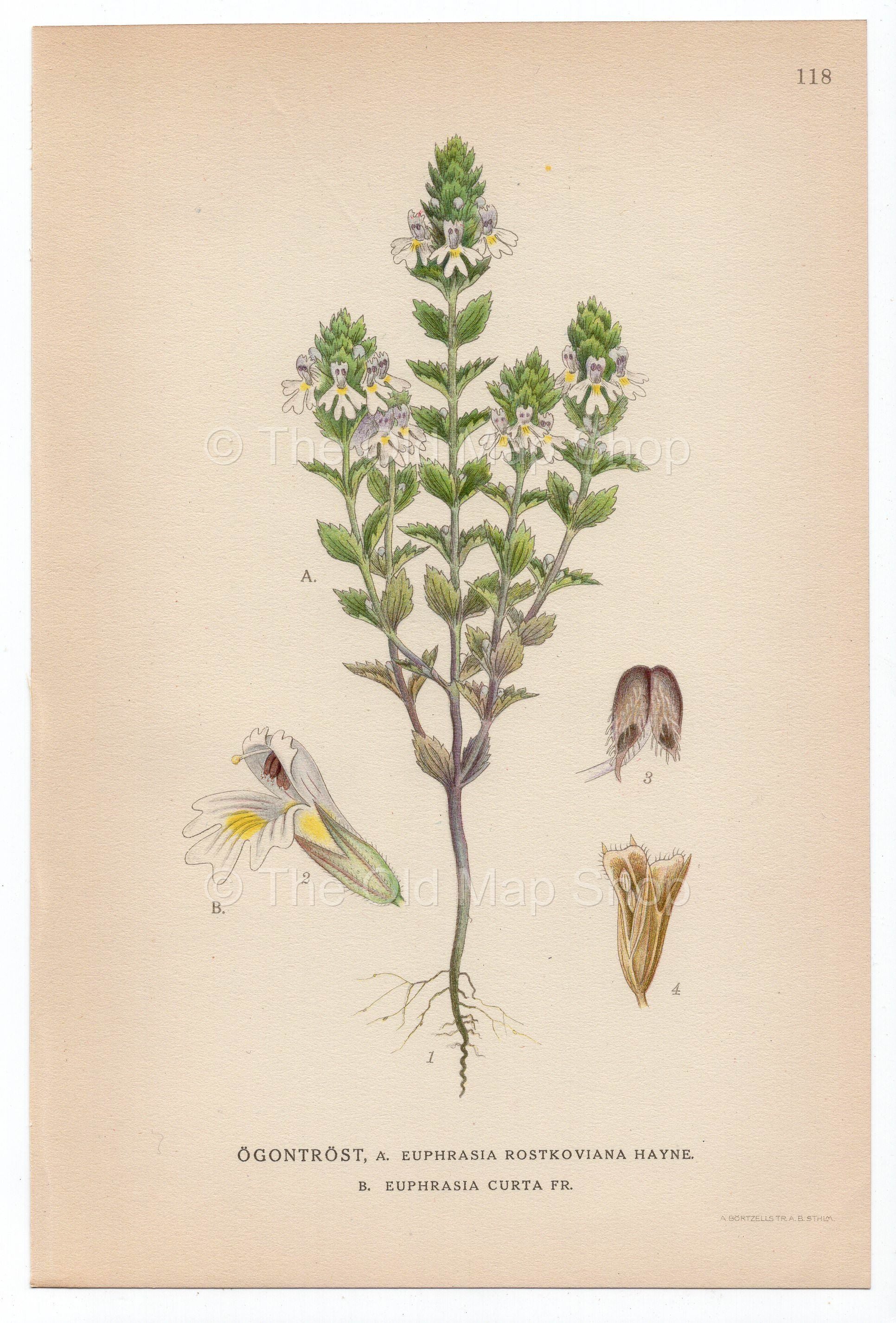 1926 Eyebright, Eyewort (Euphrasia rostkoviana) Lindman antique botanical print, plate 118