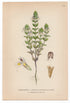 1926 Eyebright, Eyewort (Euphrasia rostkoviana) Lindman antique botanical print, plate 118