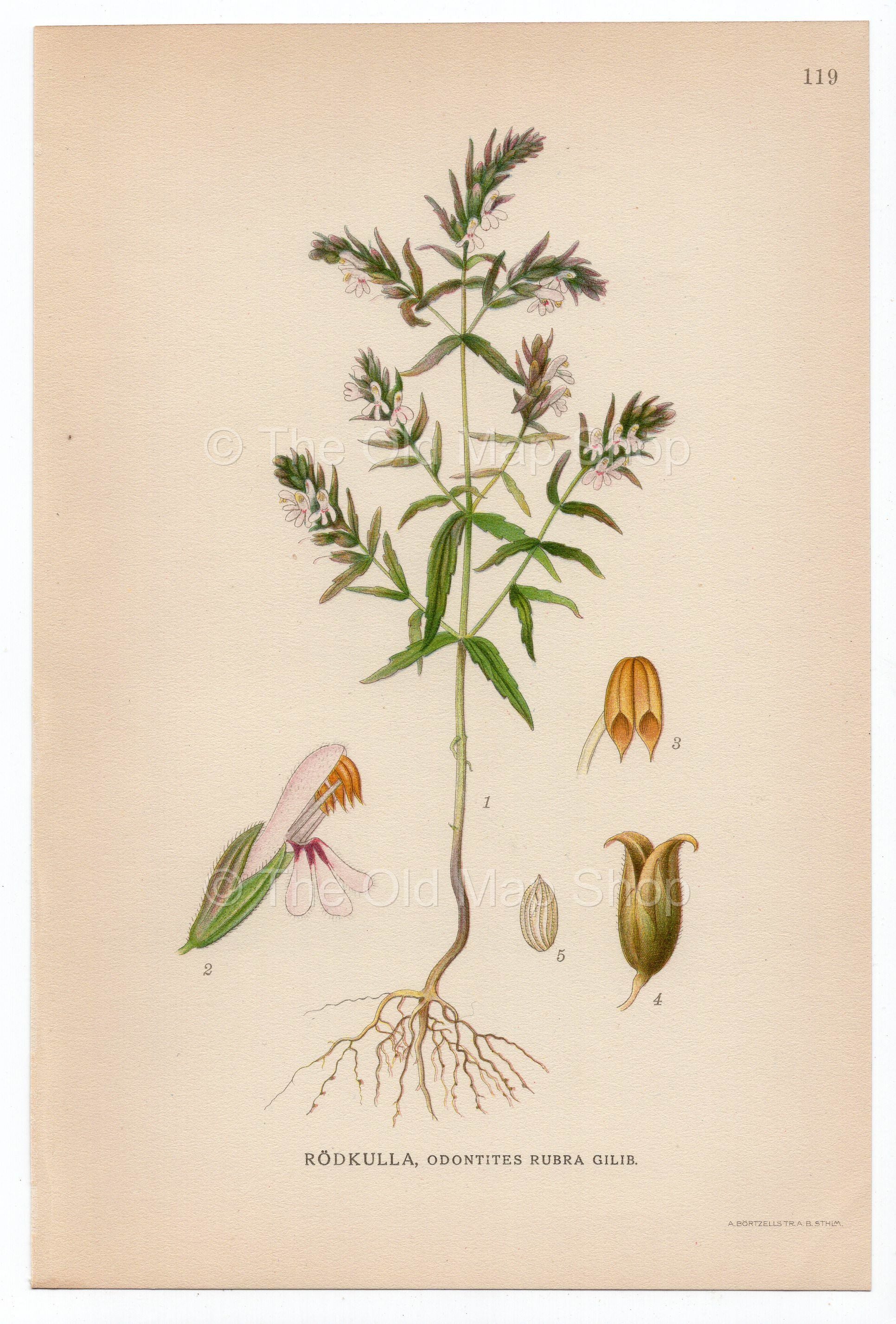 1926 Red Bartsia (Odontites rubra gilib) Lindman antique botanical print, plate 119