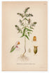 1926 Red Bartsia (Odontites rubra gilib) Lindman antique botanical print, plate 119