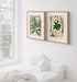 Two framed antique botanical prints from Heinrich Wilhelm Schott's 1879 Aroideae Maximilianae collection displayed side by side above a white bed in a bright, minimalist bedroom with natural oak frames and soft neutral decor.