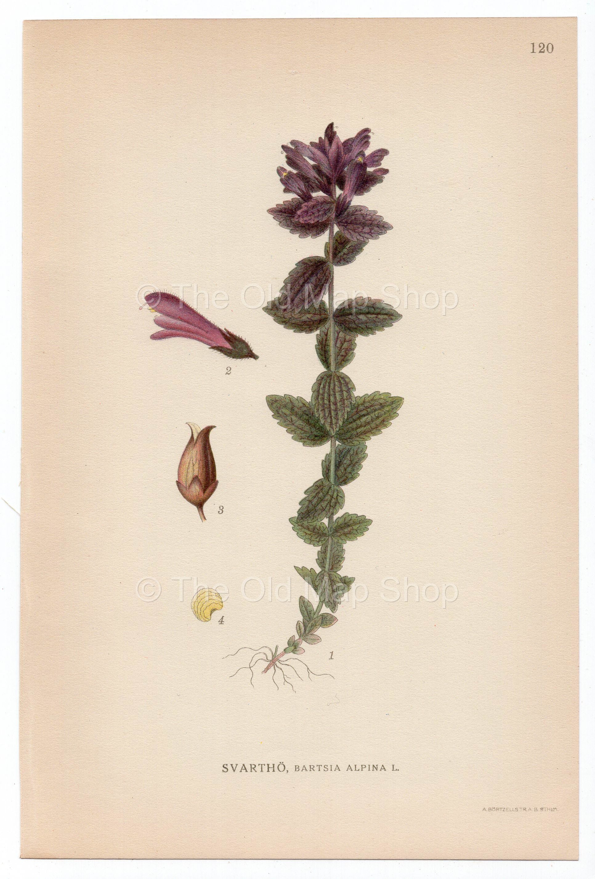 1926 Alpine Bartsia, Velvetbells (Bartsia alpine) Lindman antique botanical print, plate 120