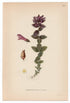 1926 Alpine Bartsia, Velvetbells (Bartsia alpine) Lindman antique botanical print, plate 120