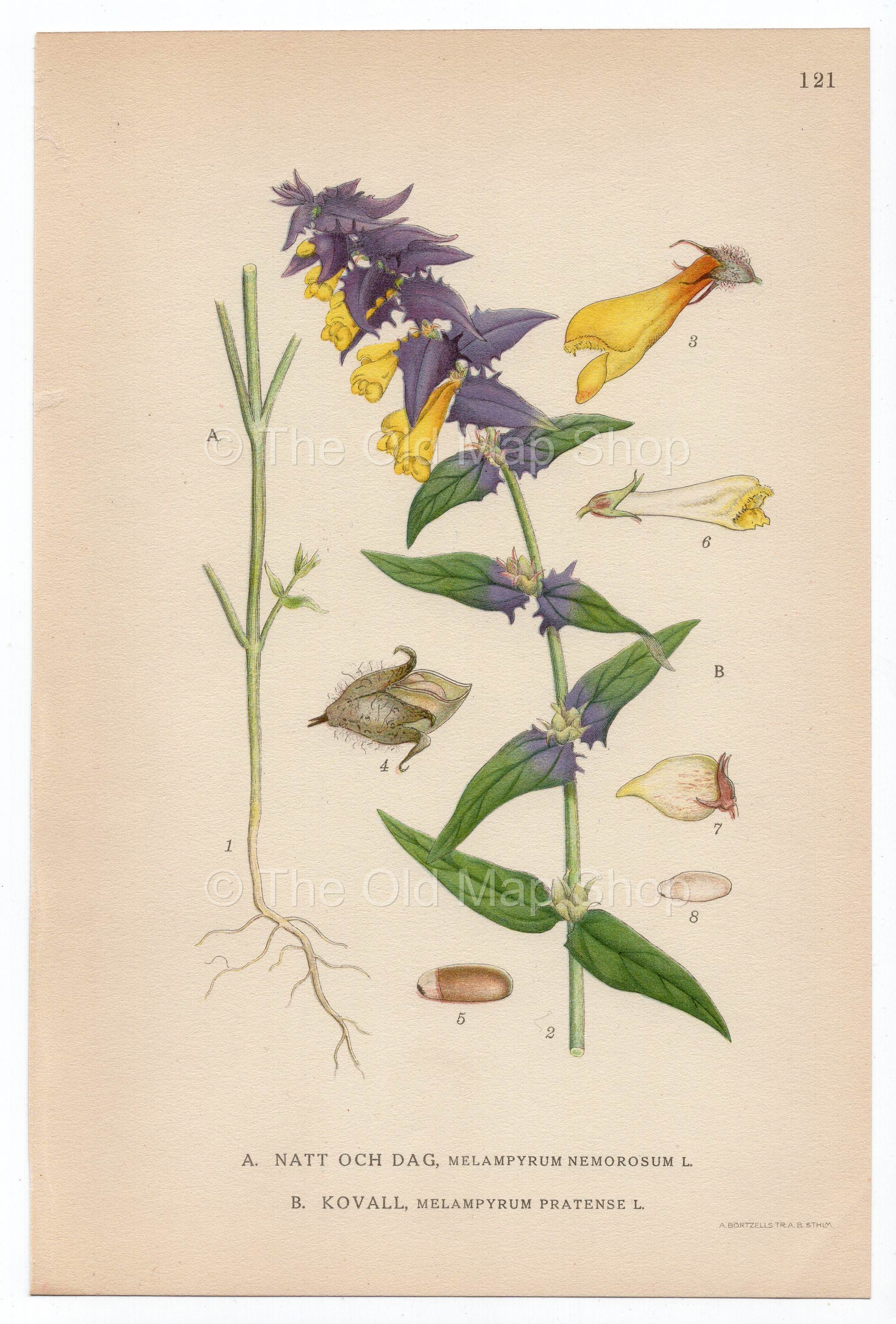 1926 Common Cow-wheat, Natt Och Dag (Melampyrum pratense, Melampyrum nemorosum) Lindman antique botanical print, plate 121