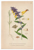 1926 Common Cow-wheat, Natt Och Dag (Melampyrum pratense, Melampyrum nemorosum) Lindman antique botanical print, plate 121