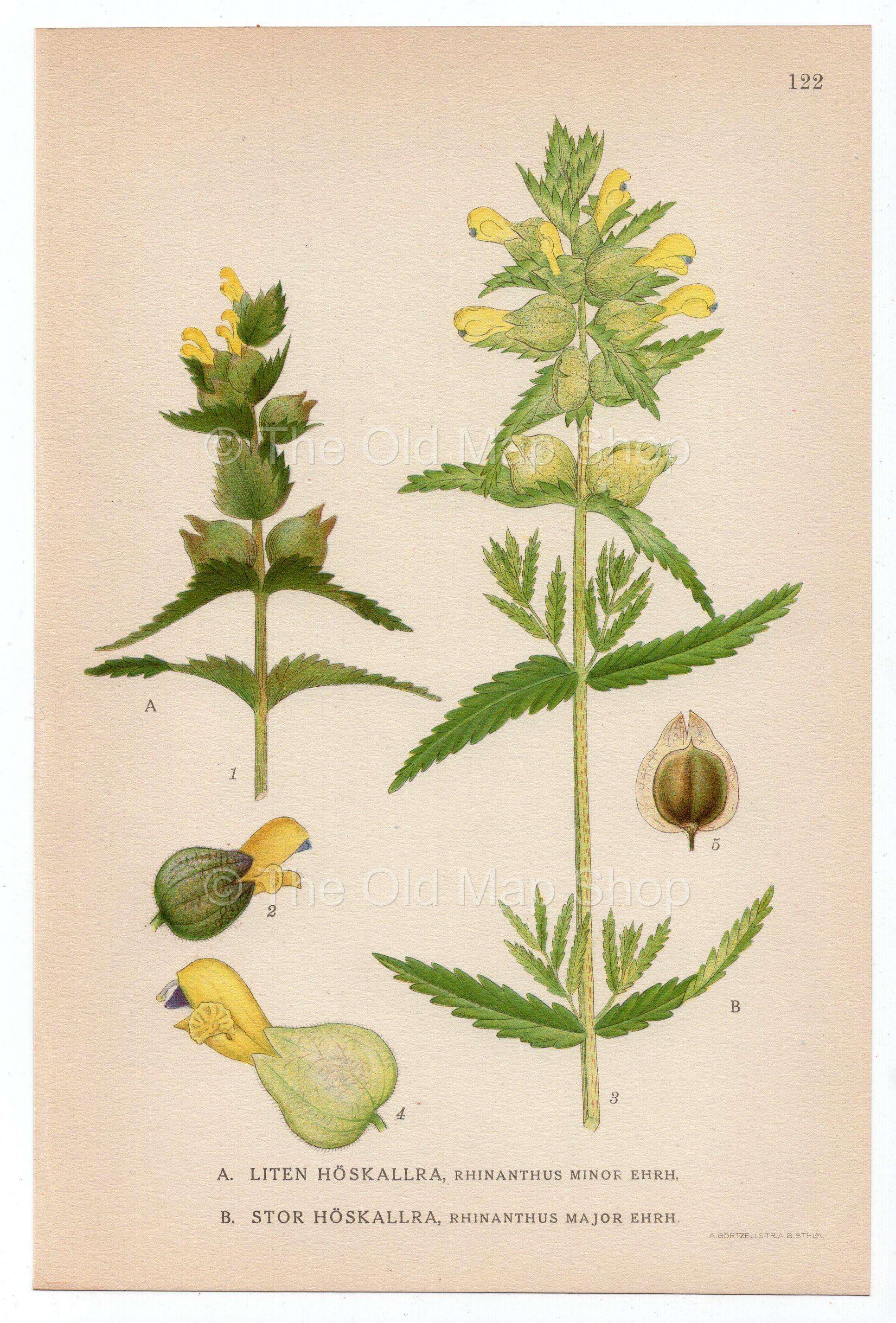 1926 European Yellow Rattle, Hayrattle Cockscomb (Rhinanthus minor & major) Lindman antique botanical print, plate 122