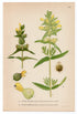 1926 European Yellow Rattle, Hayrattle Cockscomb (Rhinanthus minor & major) Lindman antique botanical print, plate 122