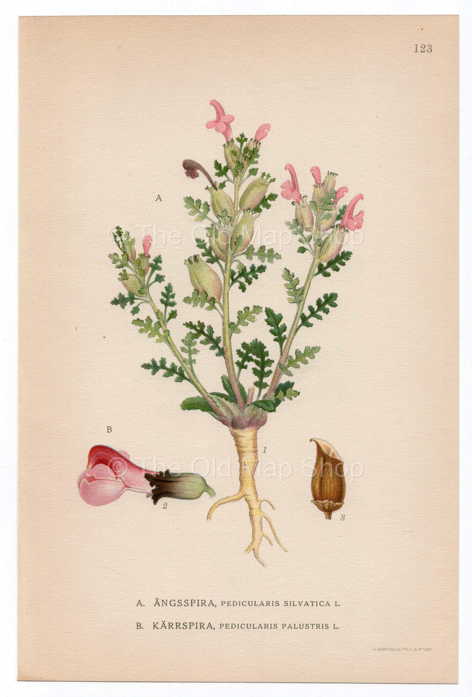 1926 Marsh Lousewort (Pedicularis Silvatica, Pedicularis Palustris) Lindman antique botanical print, plate 123