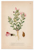 1926 Marsh Lousewort (Pedicularis Silvatica, Pedicularis Palustris) Lindman antique botanical print, plate 123