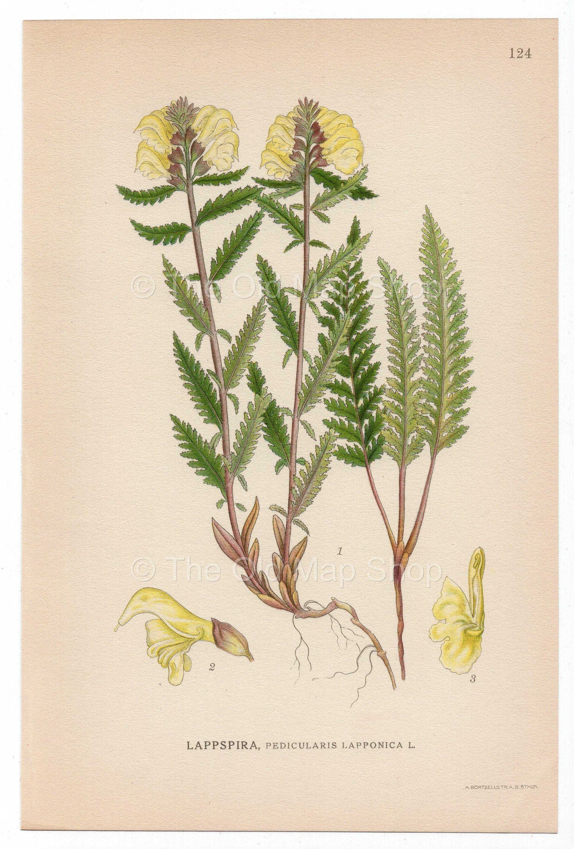 1926 Lapland Lousewort (Pedicularis lapponica) Lindman antique botanical print, plate 124