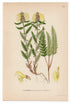 1926 Lapland Lousewort (Pedicularis lapponica) Lindman antique botanical print, plate 124