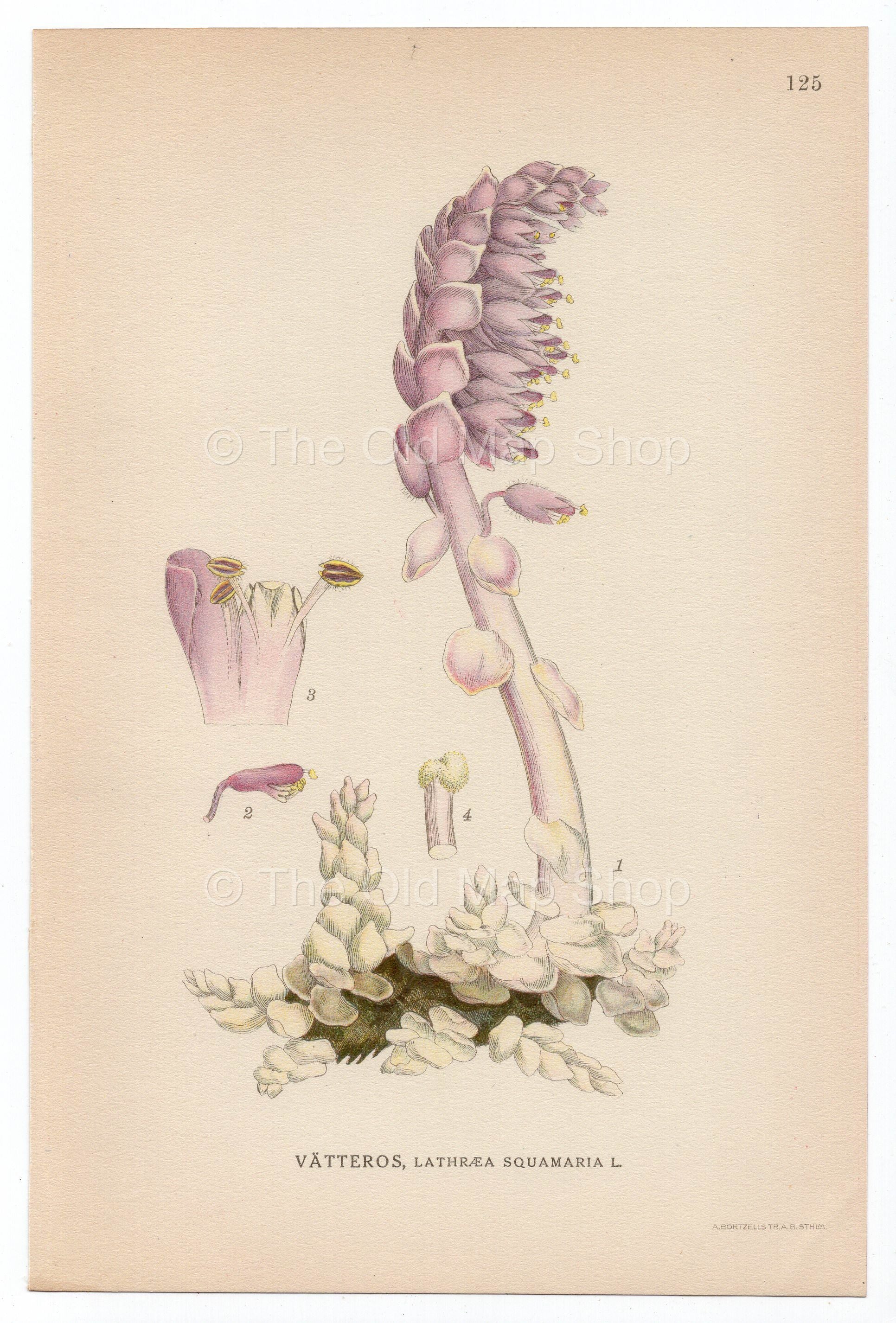 1926 Common Toothwort (Lathraea squamaria) Lindman antique botanical print, plate 125