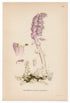 1926 Common Toothwort (Lathraea squamaria) Lindman antique botanical print, plate 125