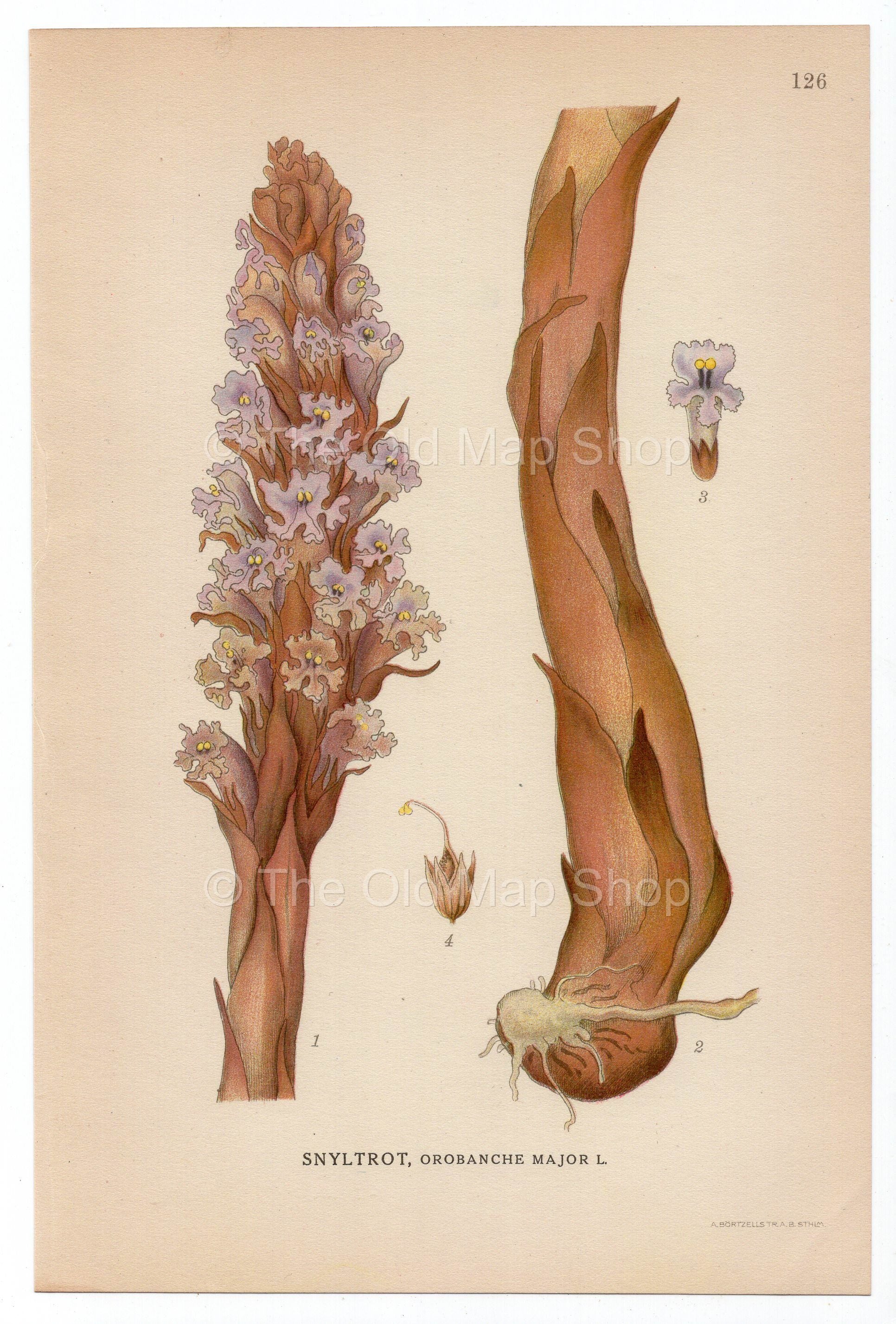1926 Great Broomrape, New Chapel Flower (Orobanche major) Lindman antique botanical print, plate 126