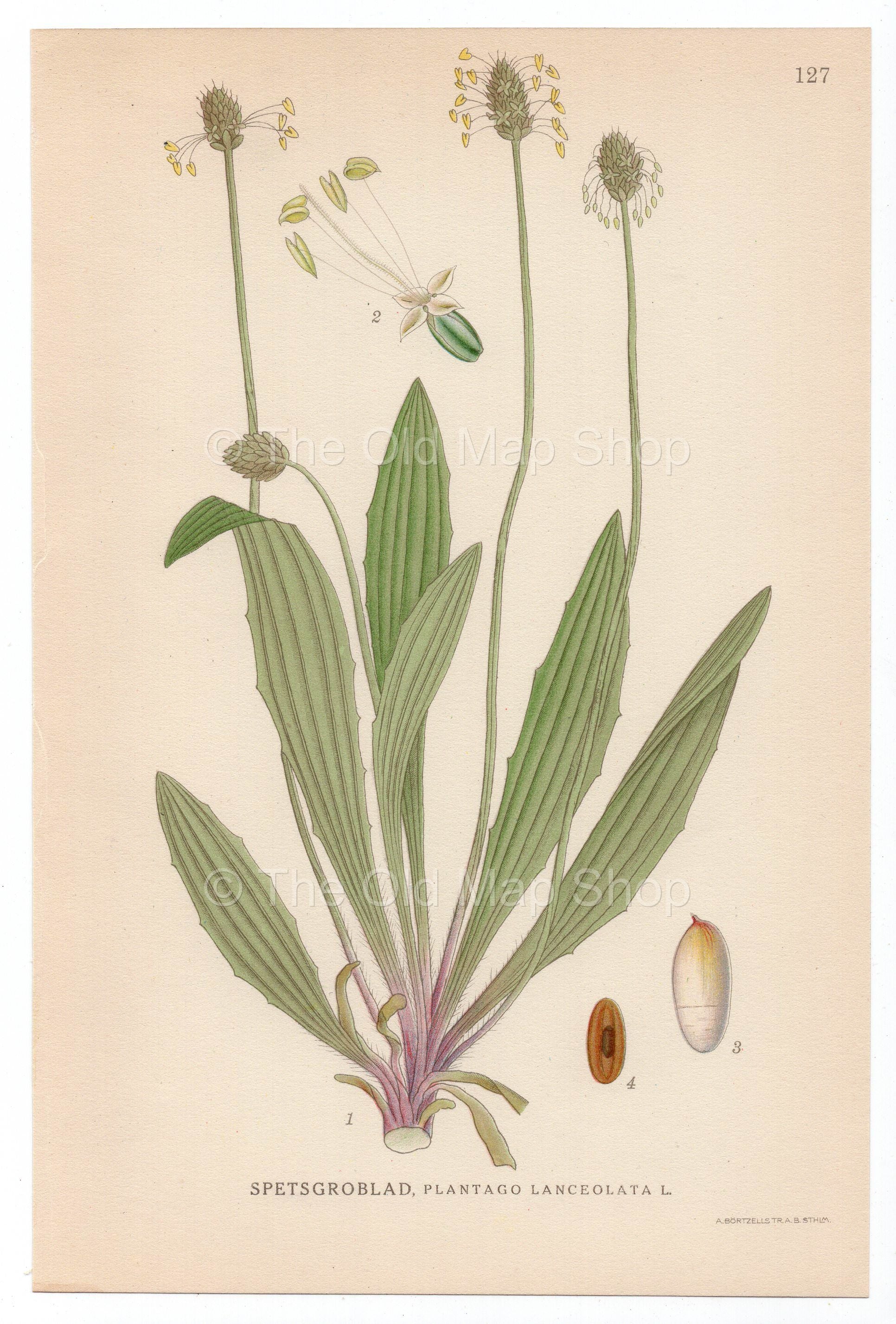1926 Ribwort Plantain, English Plantain Lindman antique botanical print, plate 127