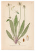 1926 Ribwort Plantain, English Plantain Lindman antique botanical print, plate 127