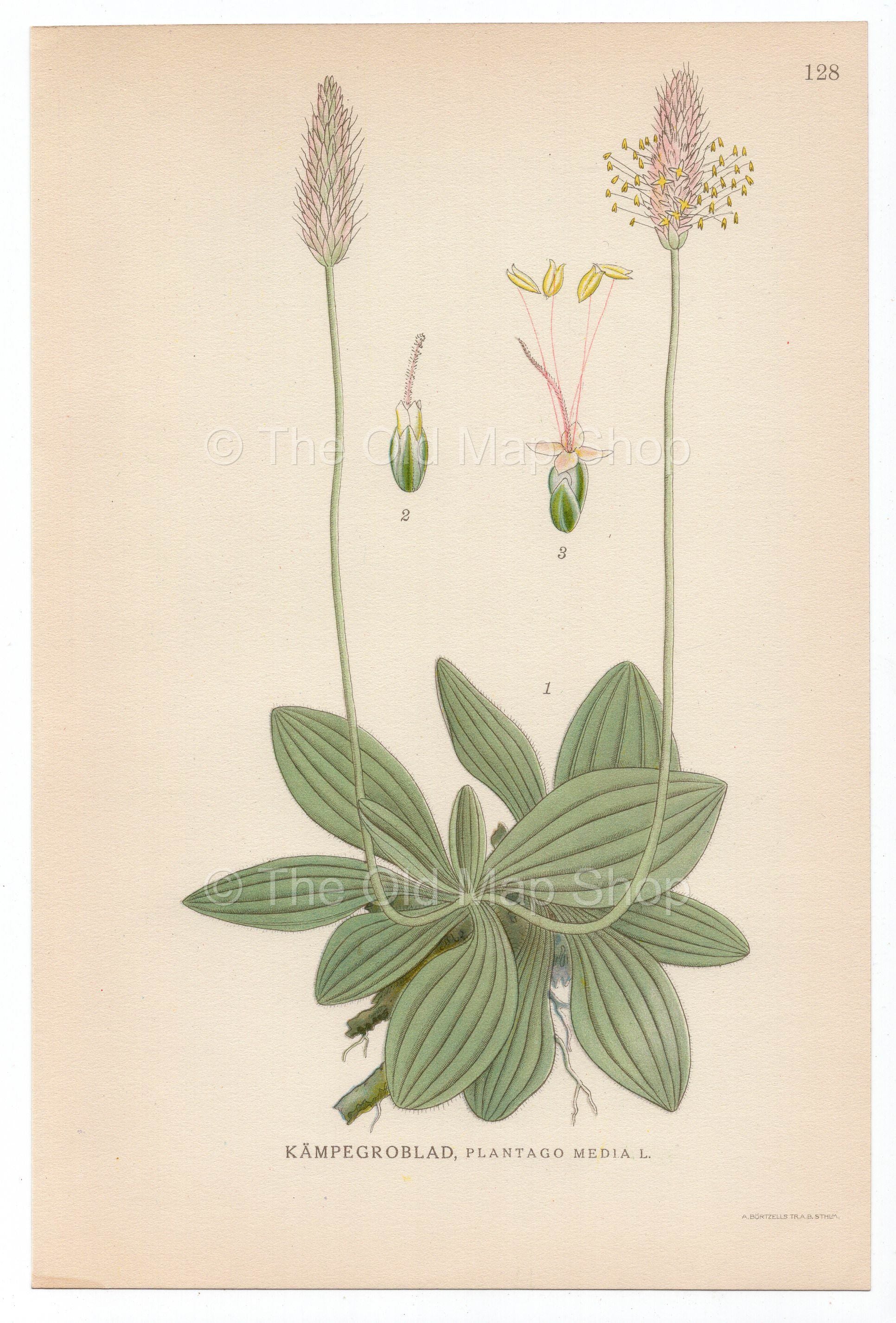 1926 Hoary Plantain (Plantago media) Lindman antique botanical print, plate 128
