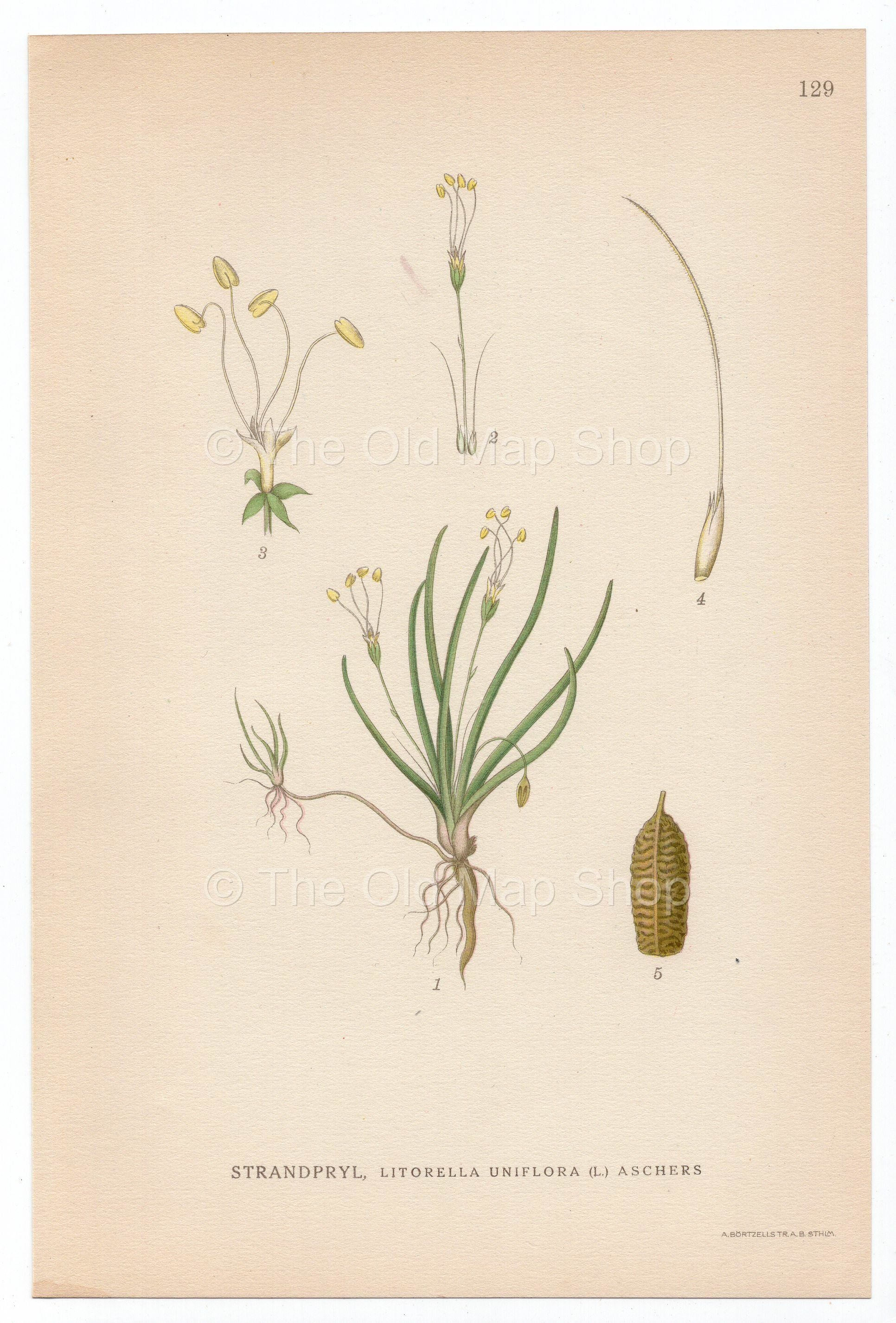 1926 Shoreweed, American shoreweed (Littorella uniflora (L.) Aschers) Lindman antique botanical print, plate 129