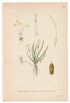 1926 Shoreweed, American shoreweed (Littorella uniflora (L.) Aschers) Lindman antique botanical print, plate 129