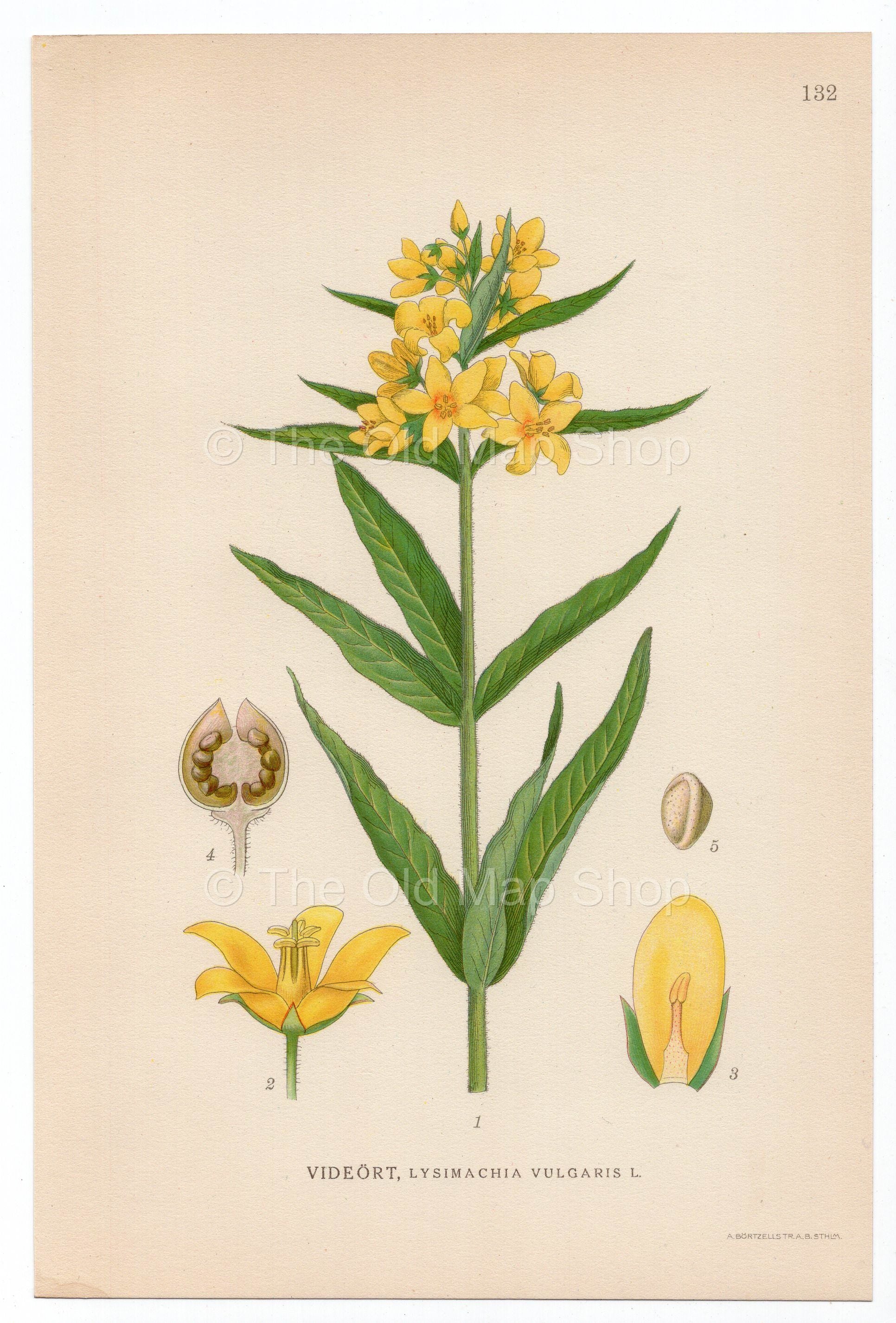 1926 Garden Loosestrife, Yellow Loosestrife (Lysimachia vulgaris) Lindman antique botanical print, plate 132