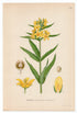 1926 Garden Loosestrife, Yellow Loosestrife (Lysimachia vulgaris) Lindman antique botanical print, plate 132