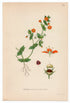 1926 Scarlet Pimpernel, Red Chickweed (Anagallis Arvensis) Lindman antique botanical print, plate 133