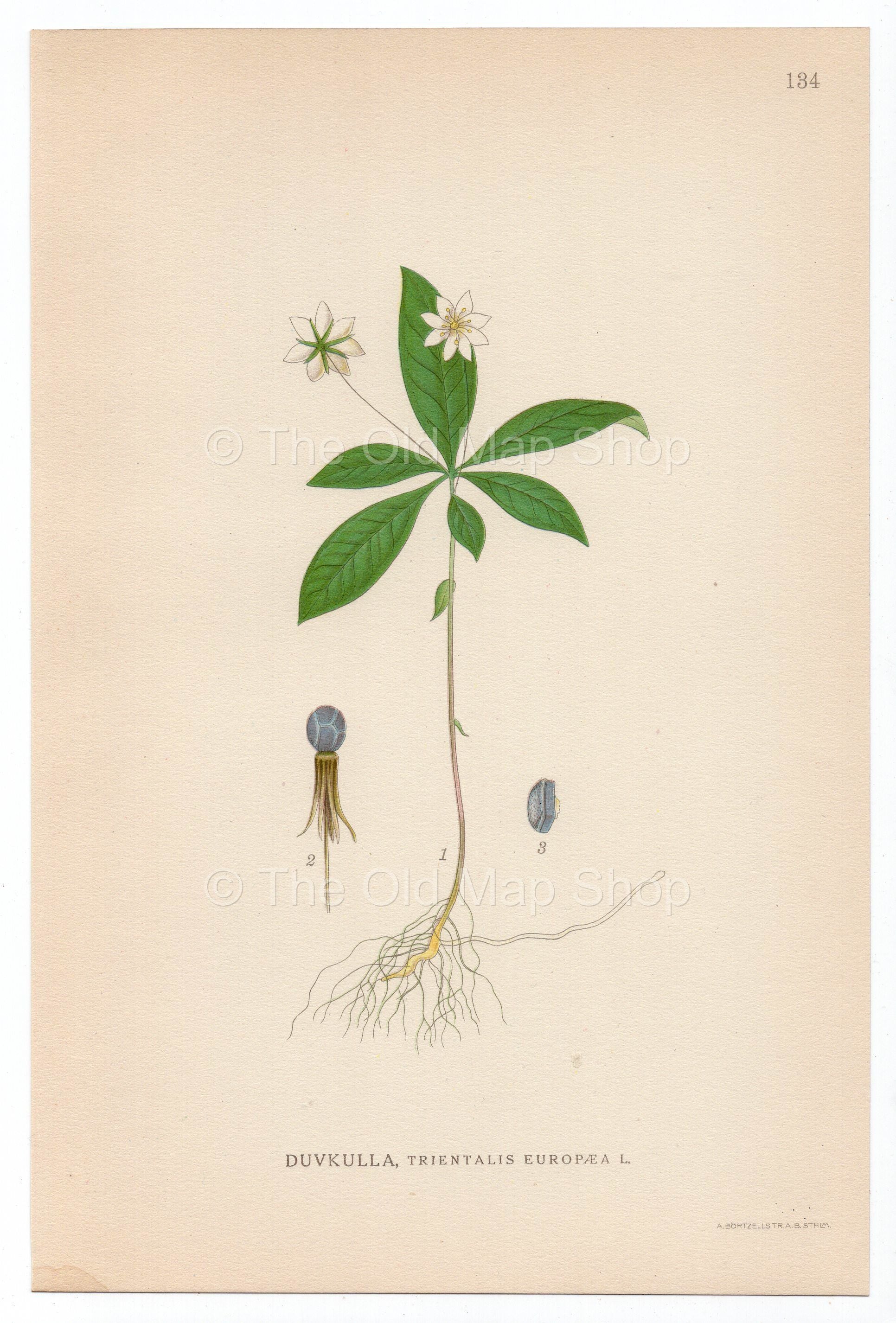 1926 Chickweed-wintergreen, Arctic Starflower (Trientalis Europaea) Lindman antique botanical print, plate 134