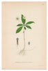 1926 Chickweed-wintergreen, Arctic Starflower (Trientalis Europaea) Lindman antique botanical print, plate 134