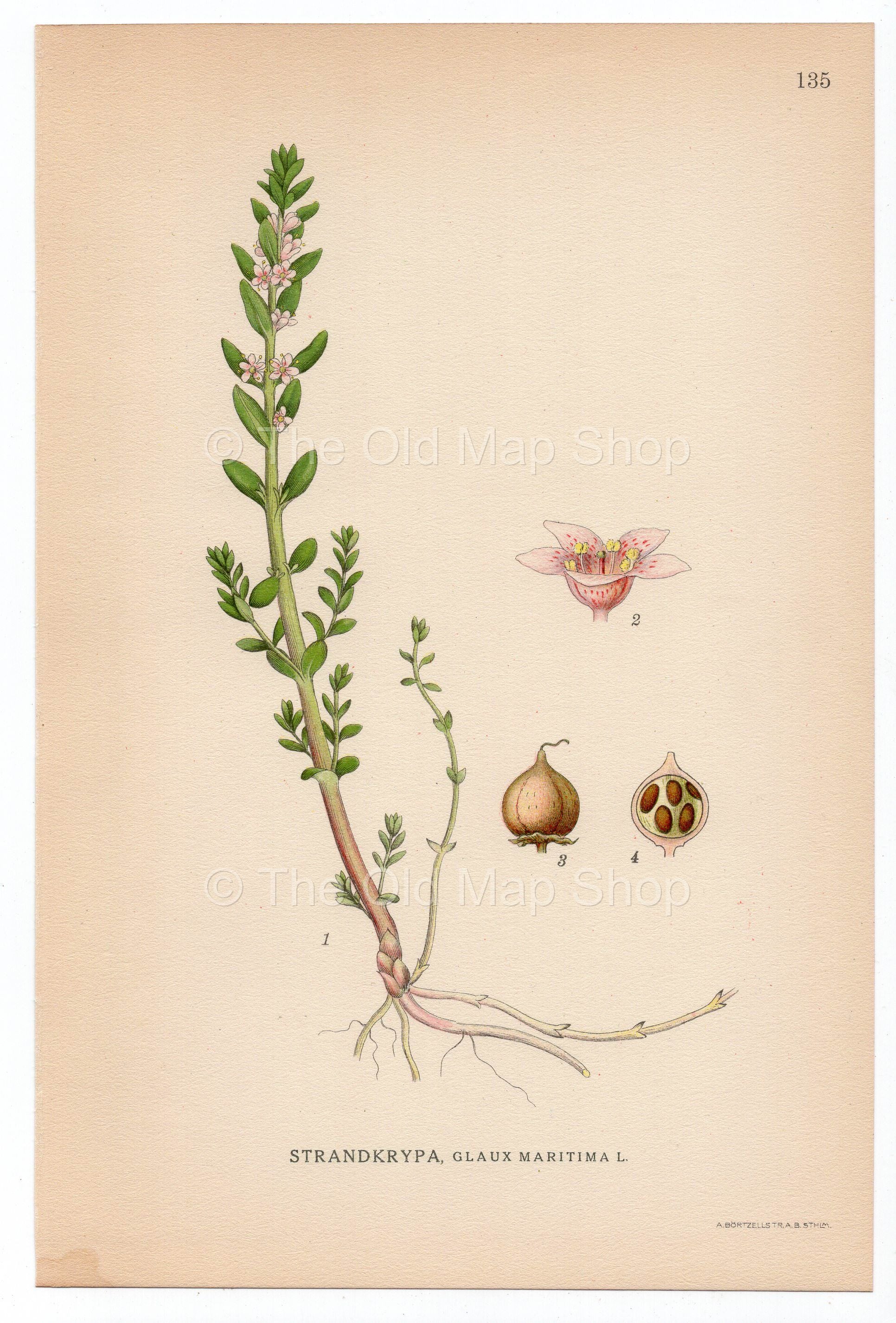 1926 Sea Milkwort, Sea Milkweed, Black Saltwort (Glaux maritima) Lindman antique botanical print, plate 135