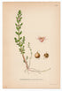1926 Sea Milkwort, Sea Milkweed, Black Saltwort (Glaux maritima) Lindman antique botanical print, plate 135
