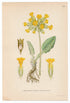1926 Cowslip, Cowslip Primrose (Primula veris) Lindman antique botanical print, plate 136
