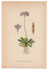 1926 Bird's-eye Primrose (Primula farinosa) Lindman antique botanical print, plate 137