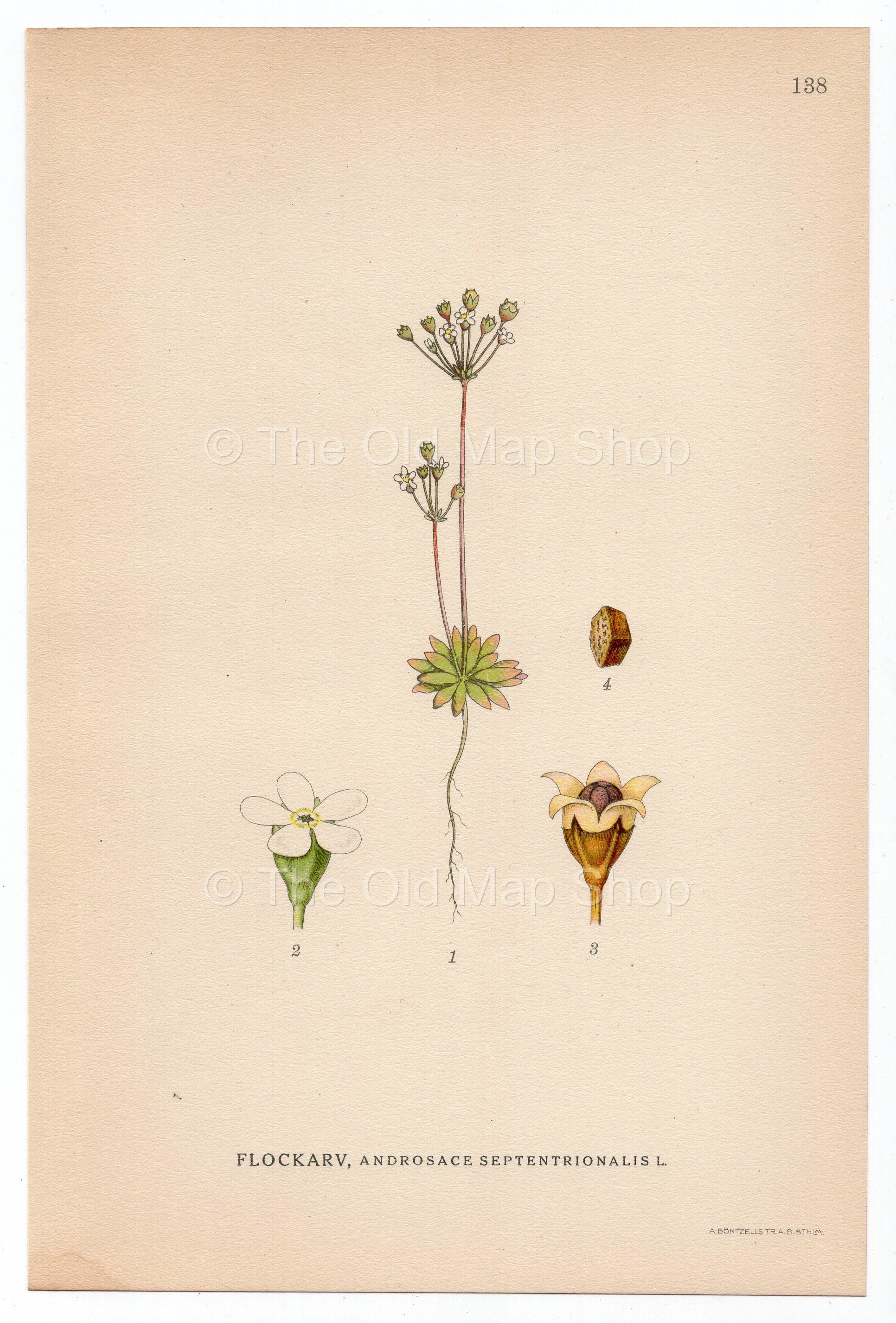 1926 Pygmyflower Rockjasmine (Androsace septentrionalis) Lindman antique botanical print, plate 138