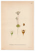 1926 Pygmyflower Rockjasmine (Androsace septentrionalis) Lindman antique botanical print, plate 138
