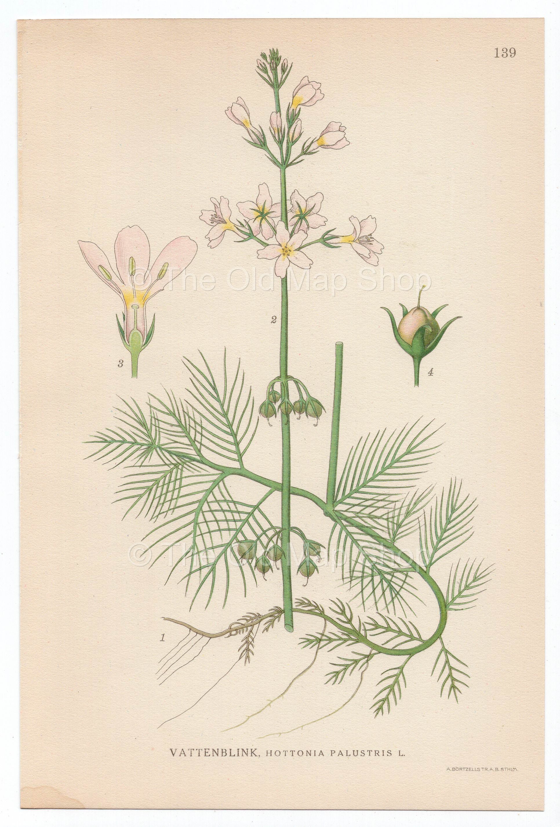 1926 Water Violet, Featherfoil (Hottonia palustris) Lindman antique botanical print, plate 139