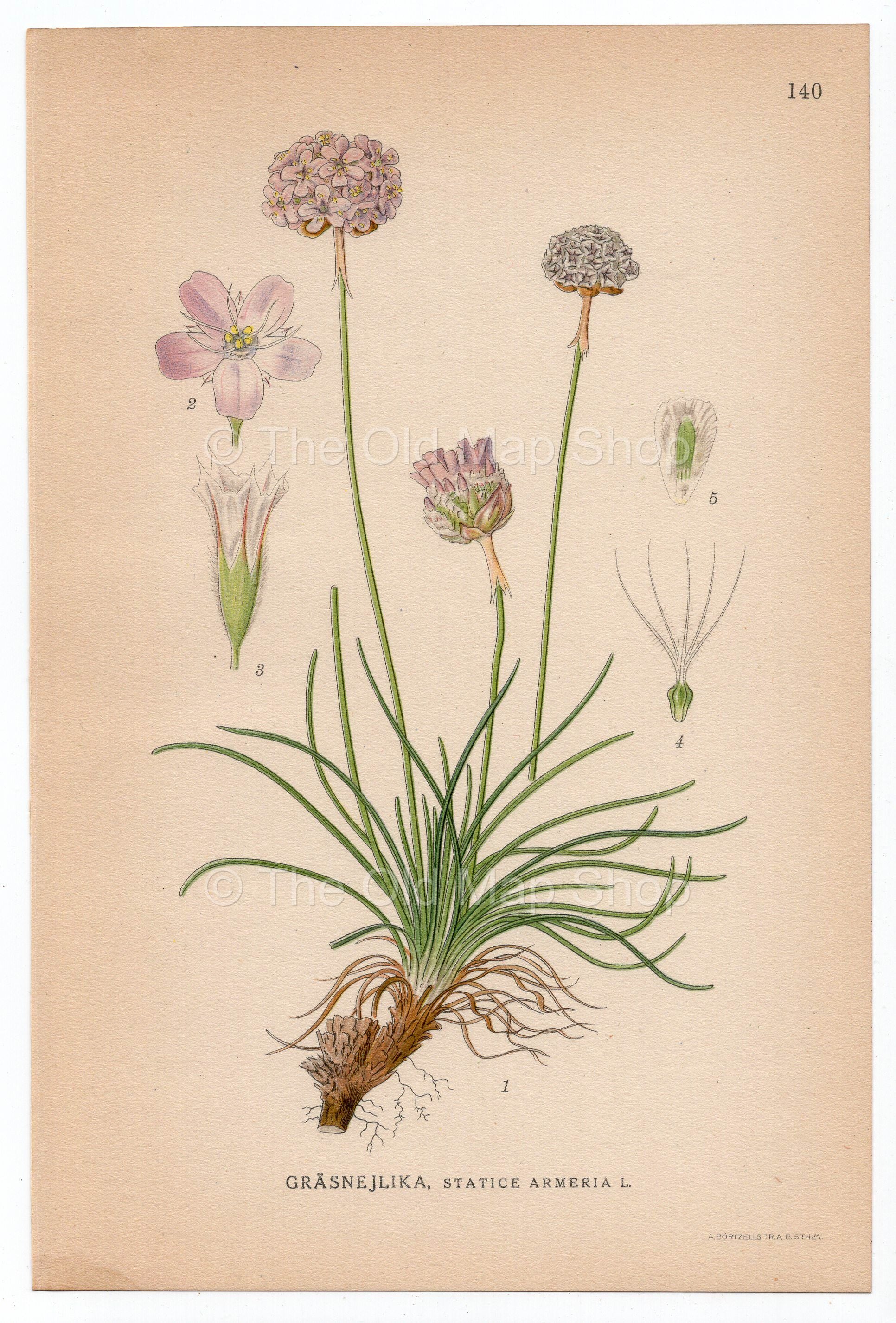 1926 Thrift, Sea Thrift, Sea Pink (Statice Armeria) Lindman antique botanical print, plate 140