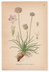 1926 Thrift, Sea Thrift, Sea Pink (Statice Armeria) Lindman antique botanical print, plate 140