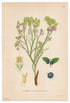1926 Bilberry, Wimberry, Whortleberry (Vaccinium myrtillus) Lindman antique botanical print, plate 141
