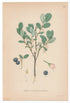 1926 Bog Bilberry, Bog Blueberry (Vaccinium Uliginosum) Lindman antique botanical print, plate 142