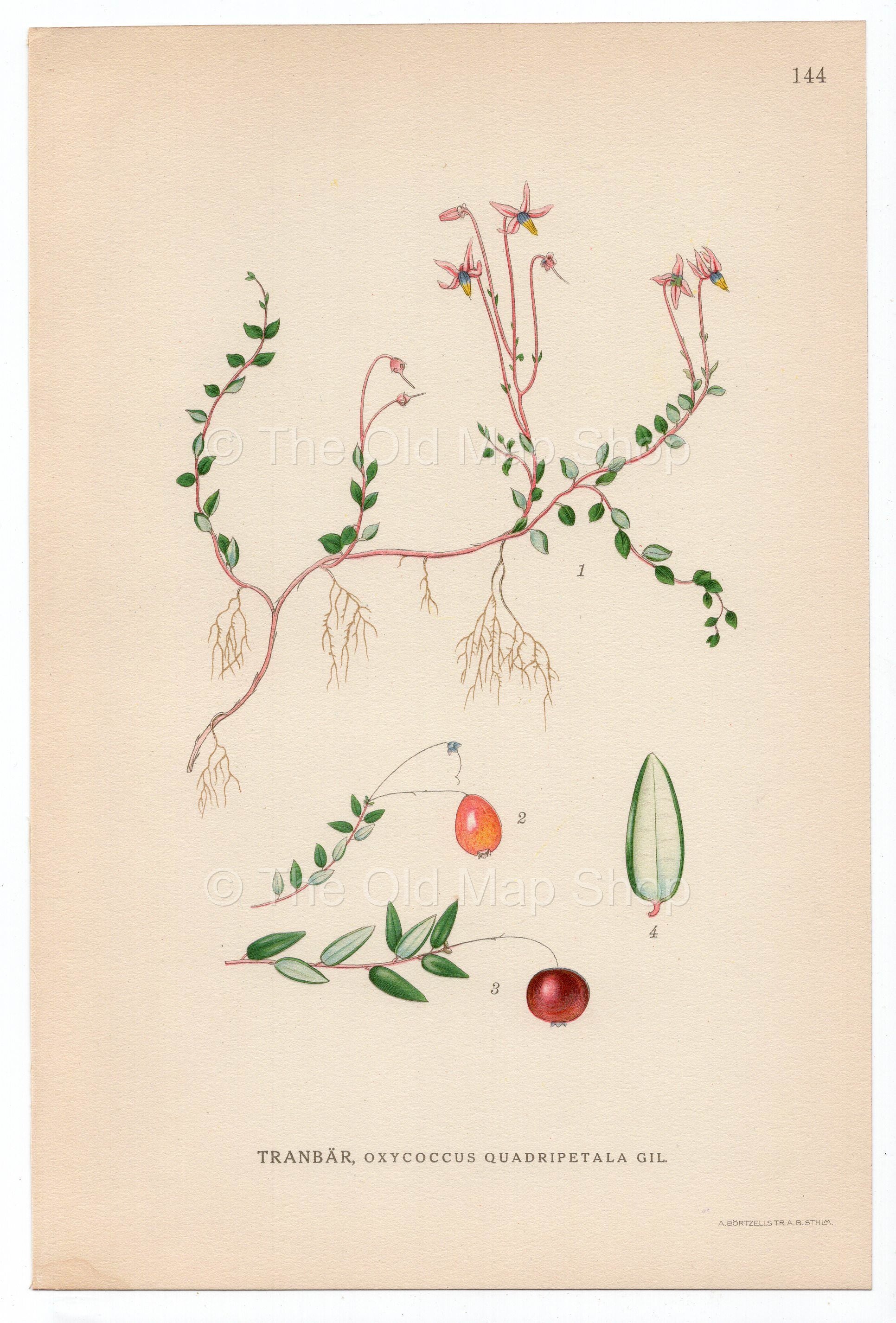 1926 Cranberry (Oxycoccus quadripetala gil) Lindman antique botanical print, plate 144
