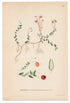 1926 Cranberry (Oxycoccus quadripetala gil) Lindman antique botanical print, plate 144