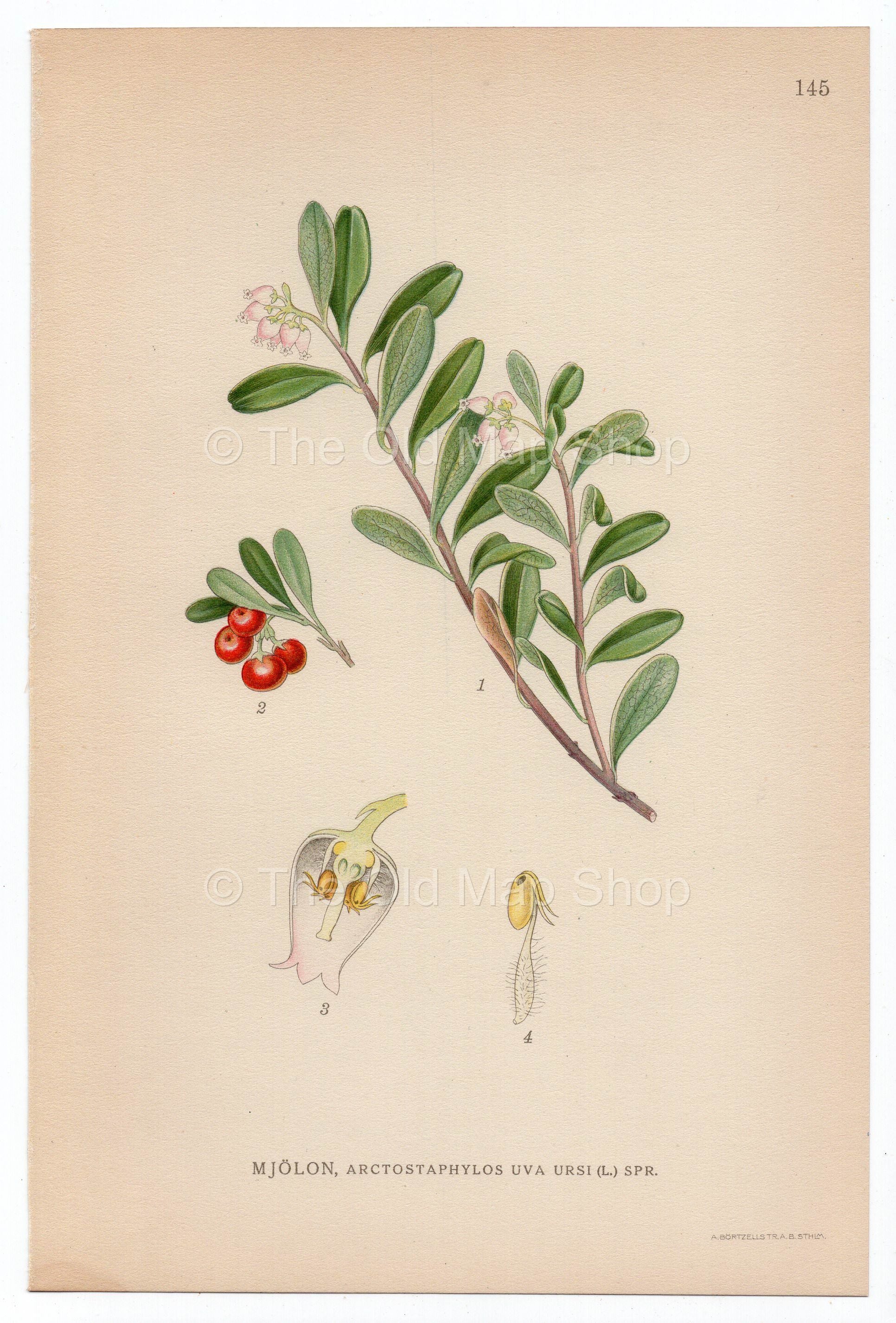 1926 Bearberry, Kinnikinnick, Pinemat Manzanita (Arctostaphylos Uva Ursi) Lindman antique botanical print, plate 145