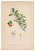1926 Bearberry, Kinnikinnick, Pinemat Manzanita (Arctostaphylos Uva Ursi) Lindman antique botanical print, plate 145