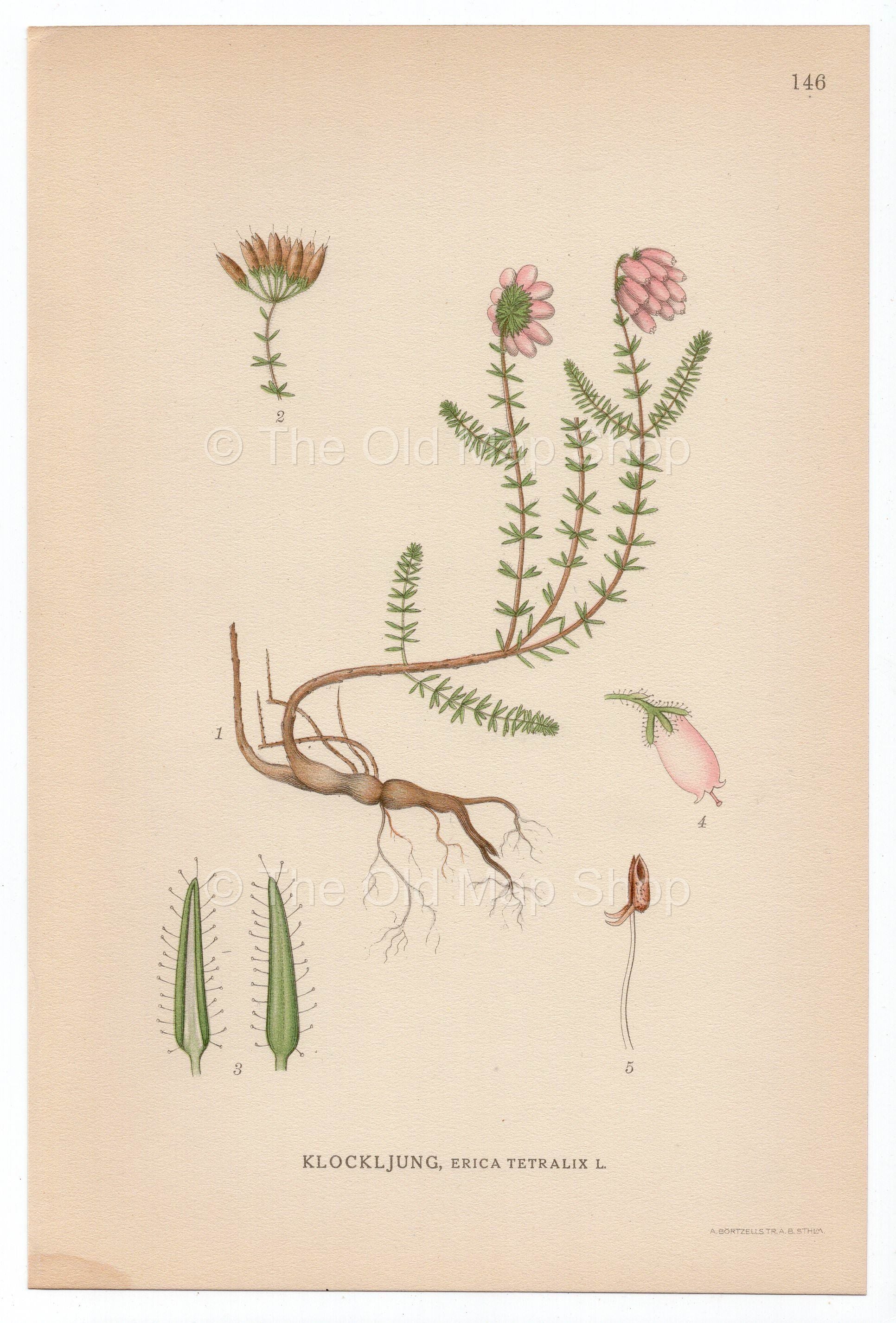 1926 Cross-leaved Heath (Erica tetralix) Lindman antique botanical print, plate 146