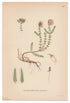 1926 Cross-leaved Heath (Erica tetralix) Lindman antique botanical print, plate 146