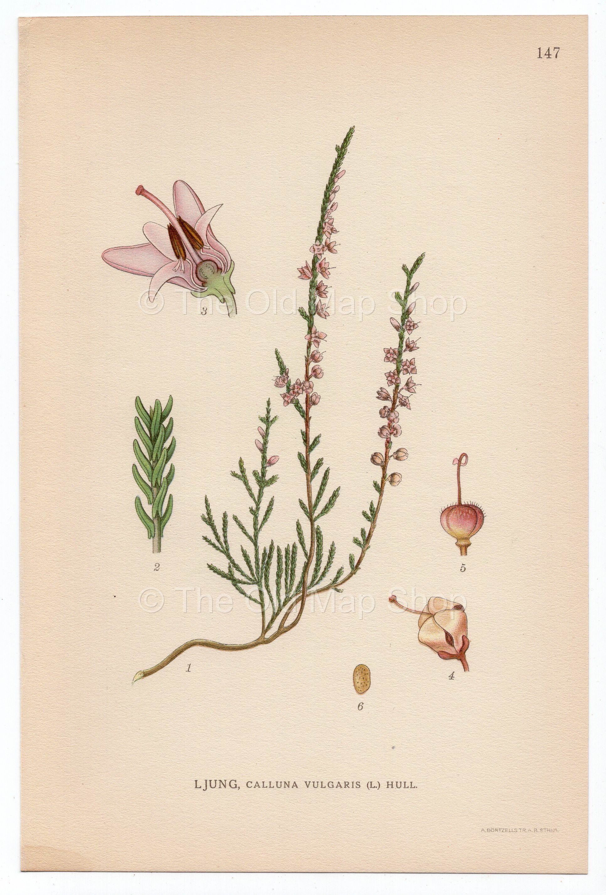 1926 Common Heather, Ling (Calluna vulgaris) Lindman antique botanical print, plate 147